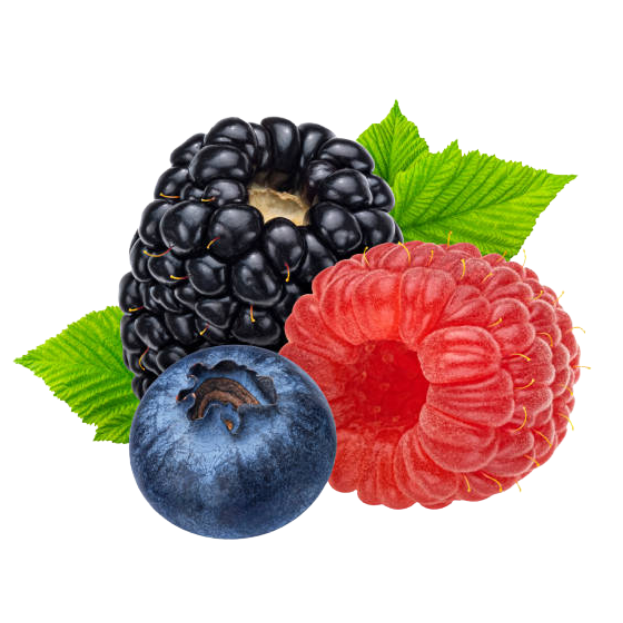Mynded Creatine + Mushroom Daily Nootropic Gummies